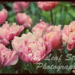 Tulipa 8 X 12 F..